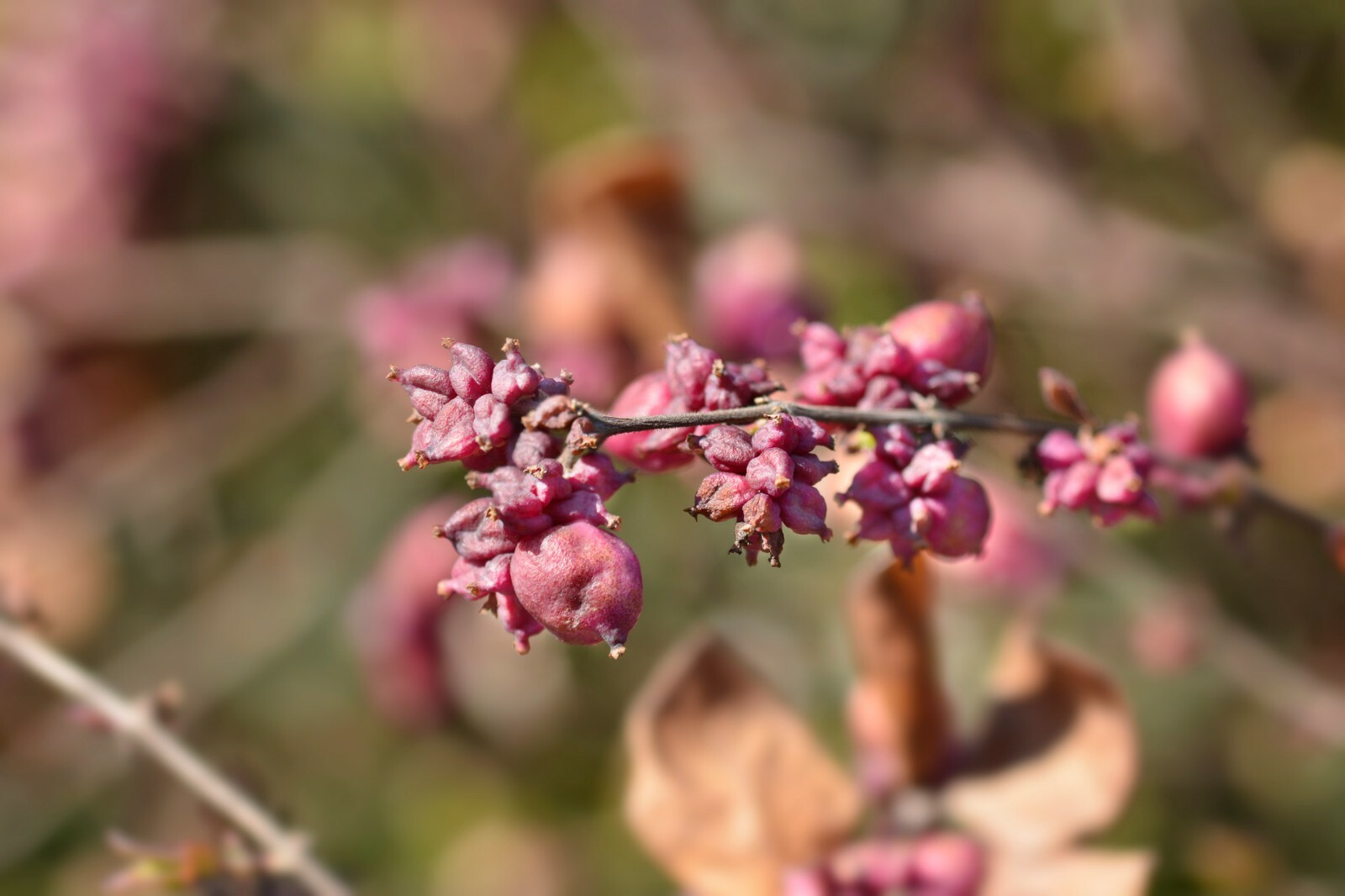 Coralberry {Symphoricarpos Orbiculatus} 20+ seeds Free Shipping! US Seller
