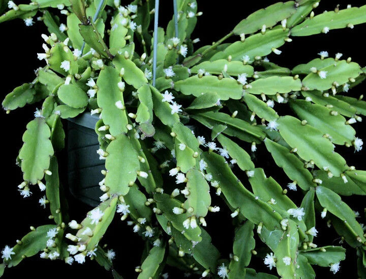Rhipsalis agudoensis -Orchid Cactus-5 cuttings/4 inches each. Full Sun.