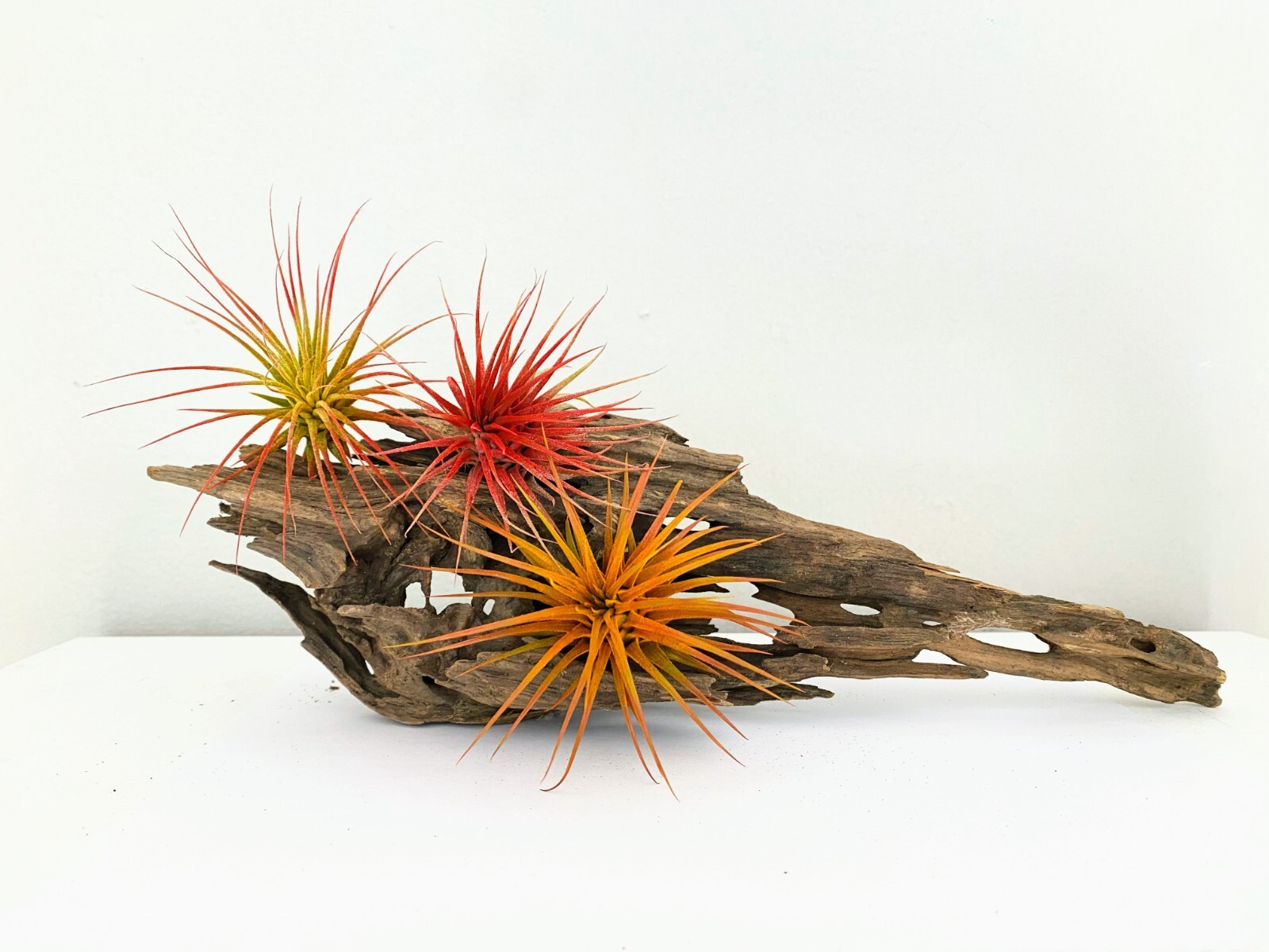 Air Plant 3 Pack Assortment – 3 COLORs of Tillandsia Airplants Free SHIPPING
