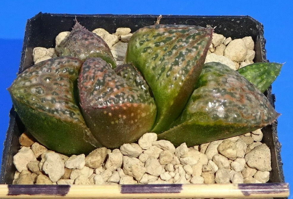 Haworthia splendens ‘MASSAI’ GM447, 5 cm p o t , Phyto available