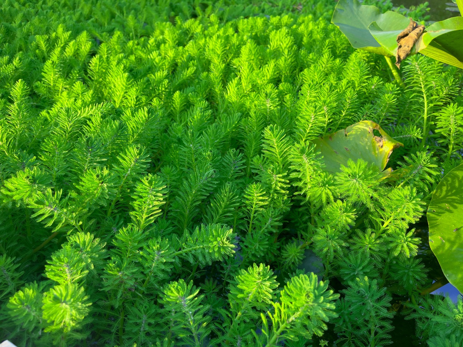 50 PARROTS FEATHER FIFTY PLANTS POND WATER GARDEN BIOFILTER ORGANICALLY GROWN