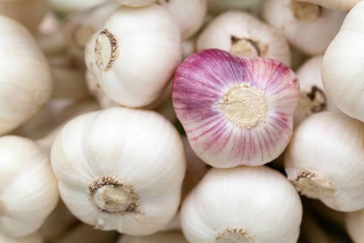 ORGANIC GERMAN GARLIC HARDNECK SEED BULBS XL JUMBO LARGE BULB HEIRLOOM USA