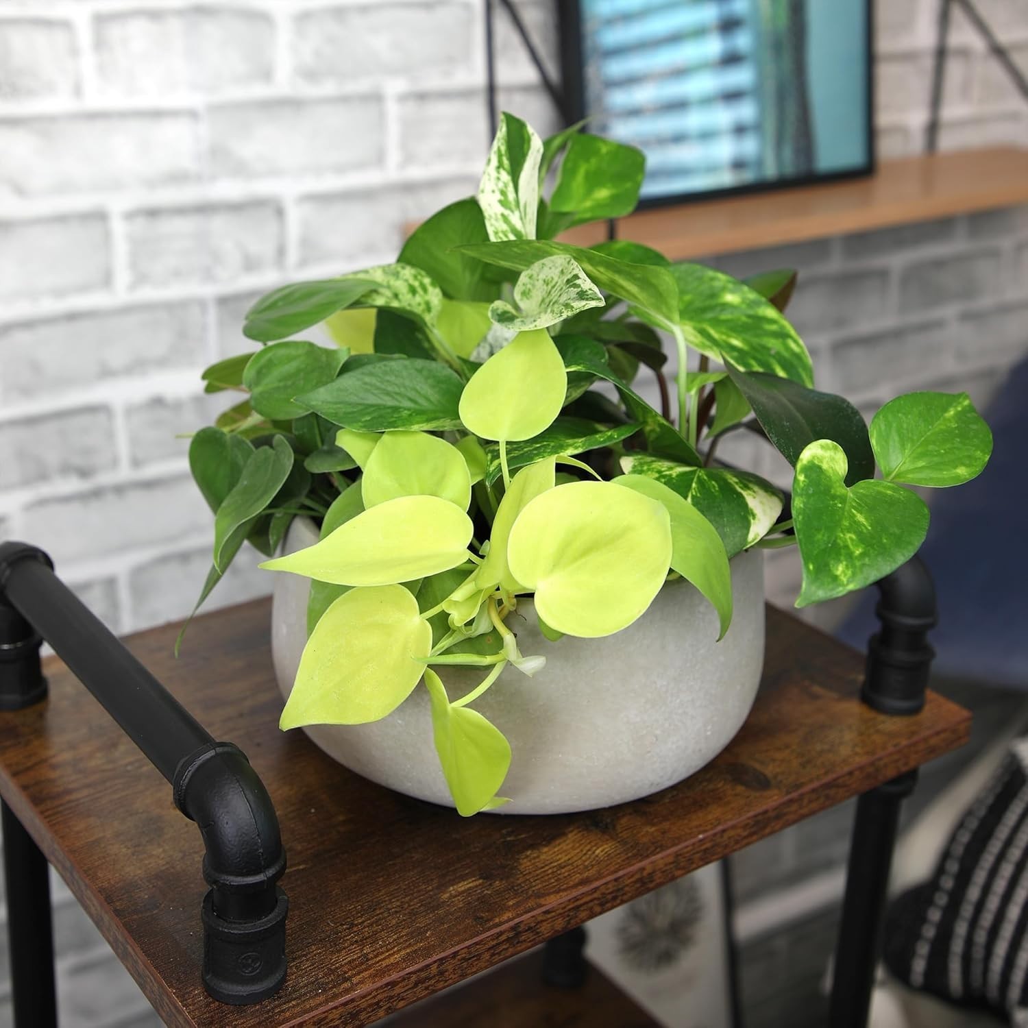 Pothos & Philodendron 6-Pack – Live Indoor House Plants]