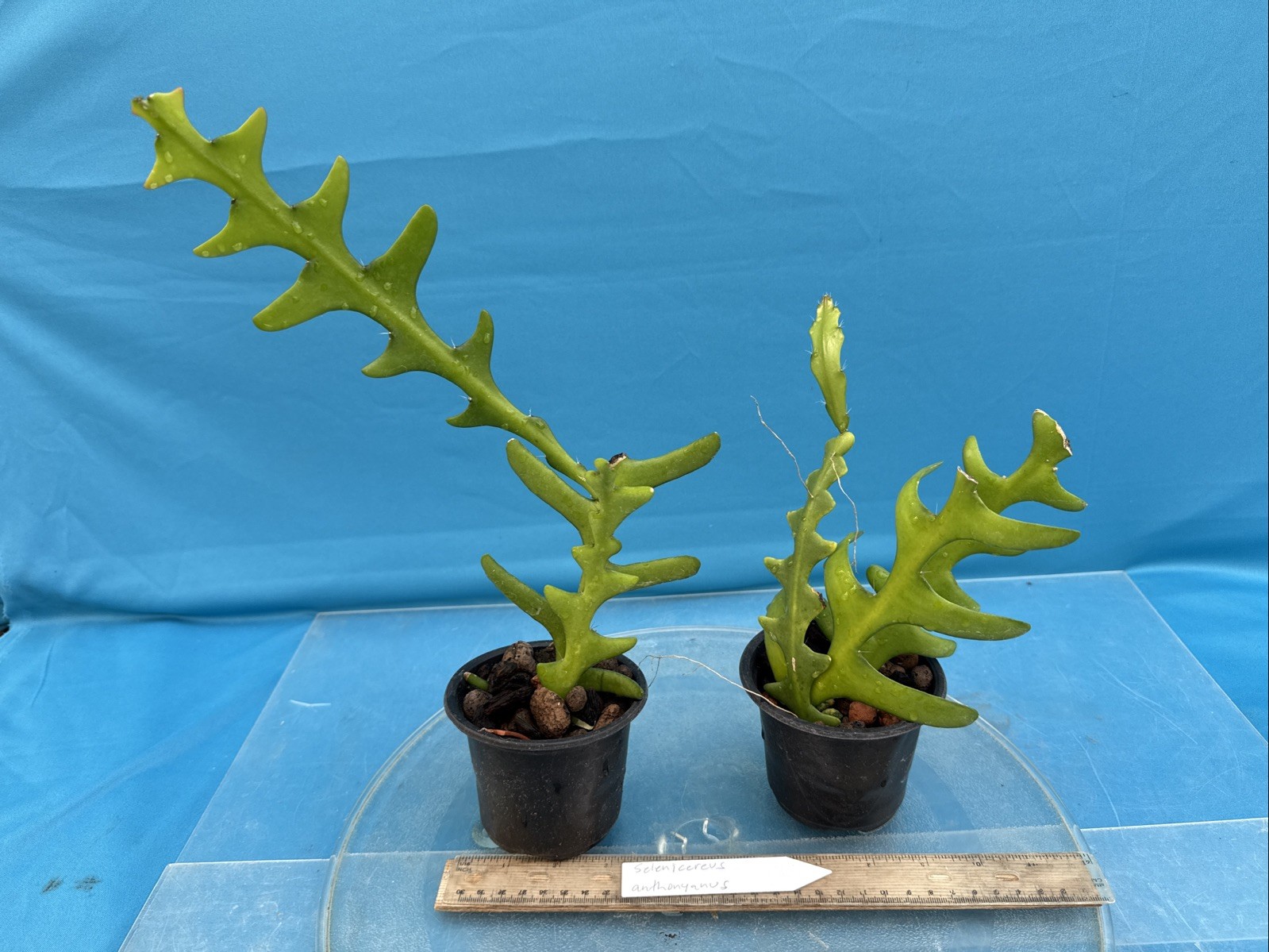 Selenicereus anthonyanus Red Pink White Rick-Rack Jungle Cactus Species 3” Pot