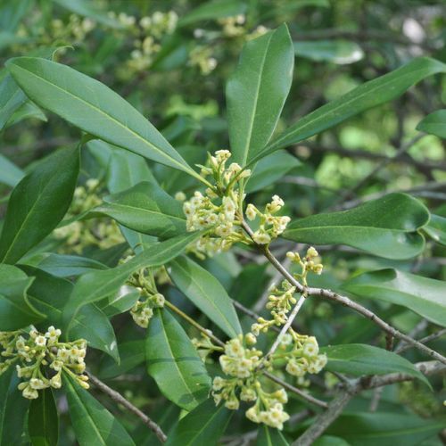 Osmanthus americanus AMERICAN OLIVE – EVERGREEN SHRUB Hardy 1 Plant!