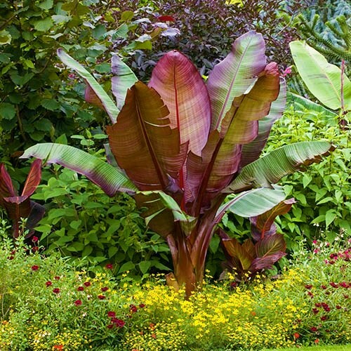 **RED ABYSSINIAN**Ensete Maurelii**AKA False Red Tropical Musa Banana Tree**USA*