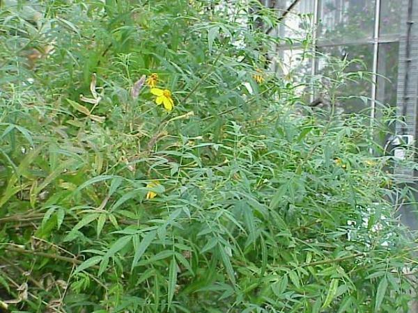 Tagetes lemonii | Copper Canyon Daisy | Mount Lemmon Marigold | 100 Seeds