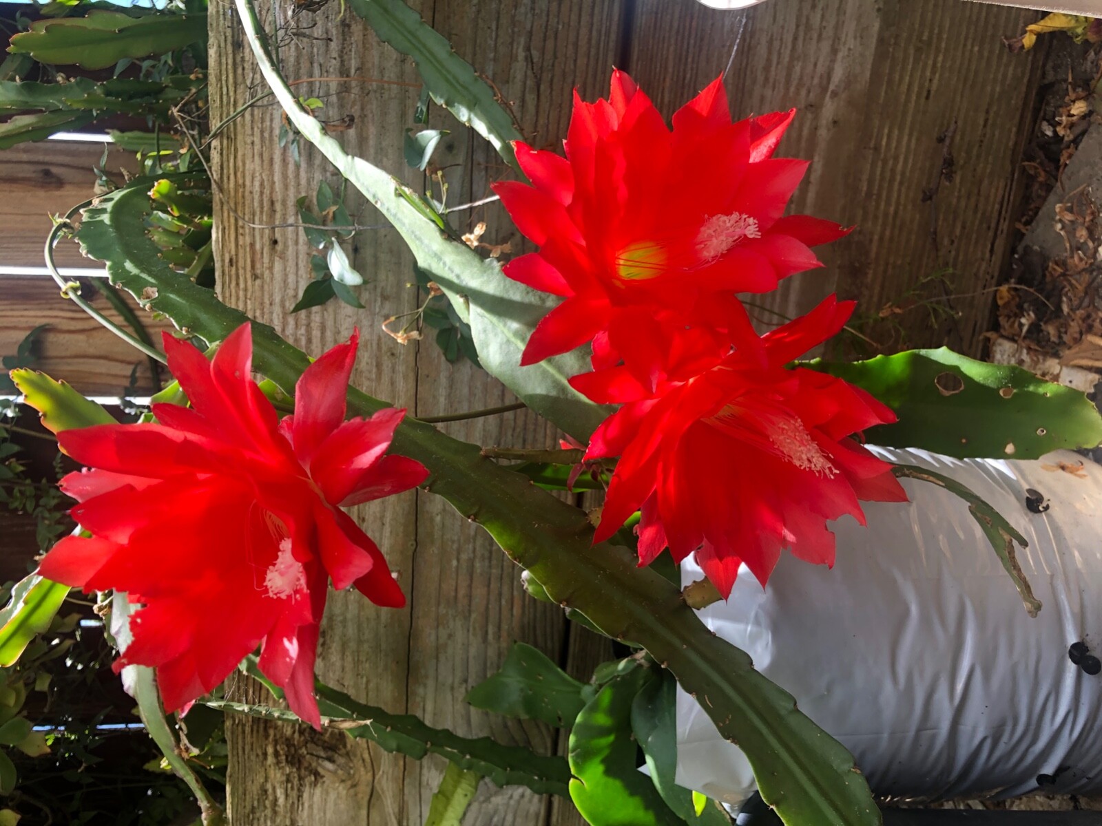 3 cuttings of Red epiphyllum Ackermannii orchid cactus each 5 to 8 inches long