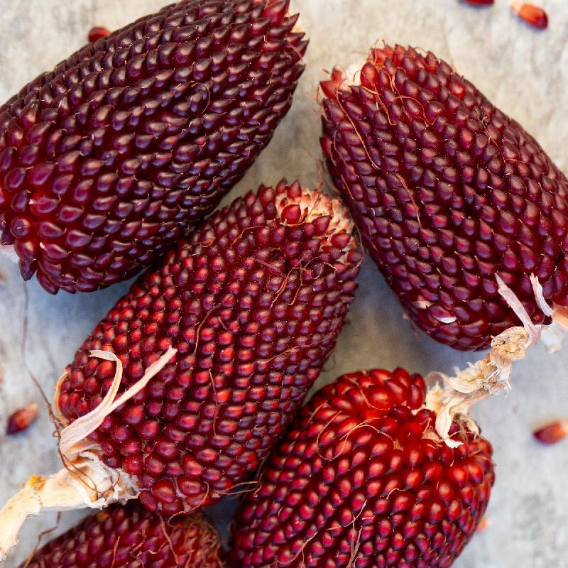 RED STRAWBERRY CORN SEEDS – 50 COUNT – FRESH FOR GARDENS