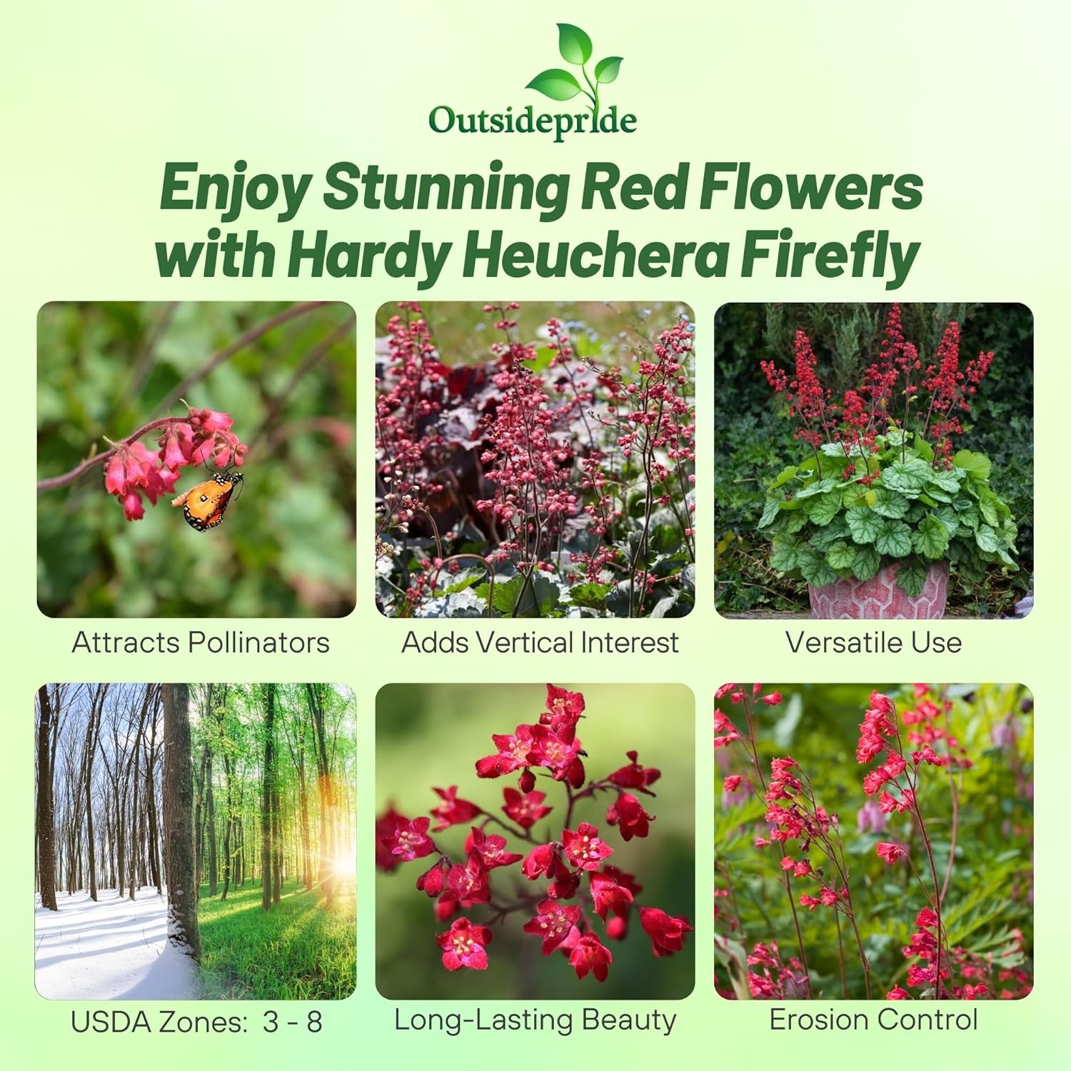 5000 Seeds Heuchera Firefly Seeds – Coral Bells Firefly Flower Seed