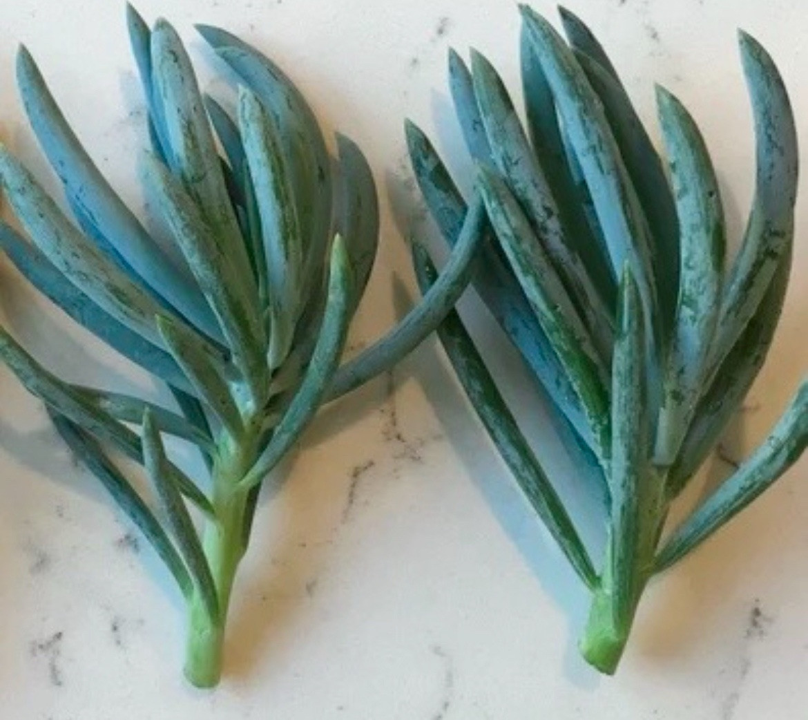Blue Chalk Sticks Plant Succulent Healthy Easy Care Rare Live Plant 1-Cutting
