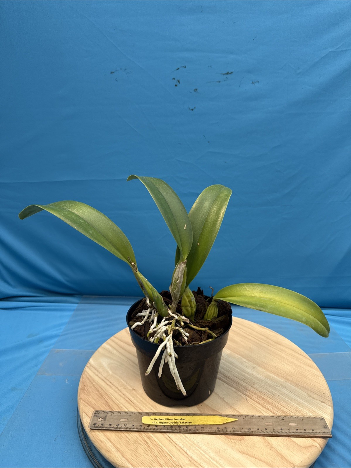 Cattleya Stephen Oliver X Lc Higher Ground Purple White Exact Orchid Eros 7” Pot