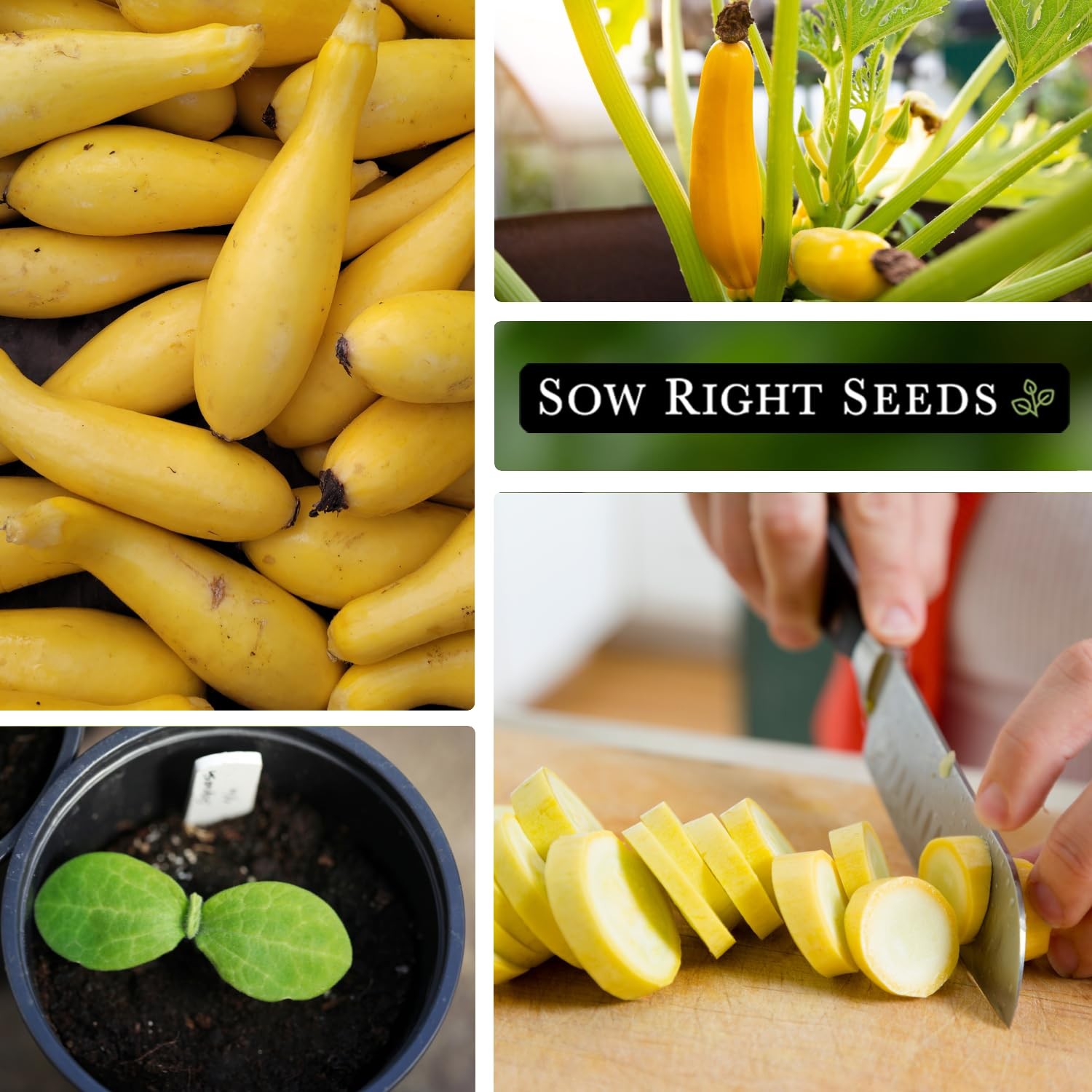NonGMO Heirloom Straight Neck Yellow Squash Seeds for Home Gardens