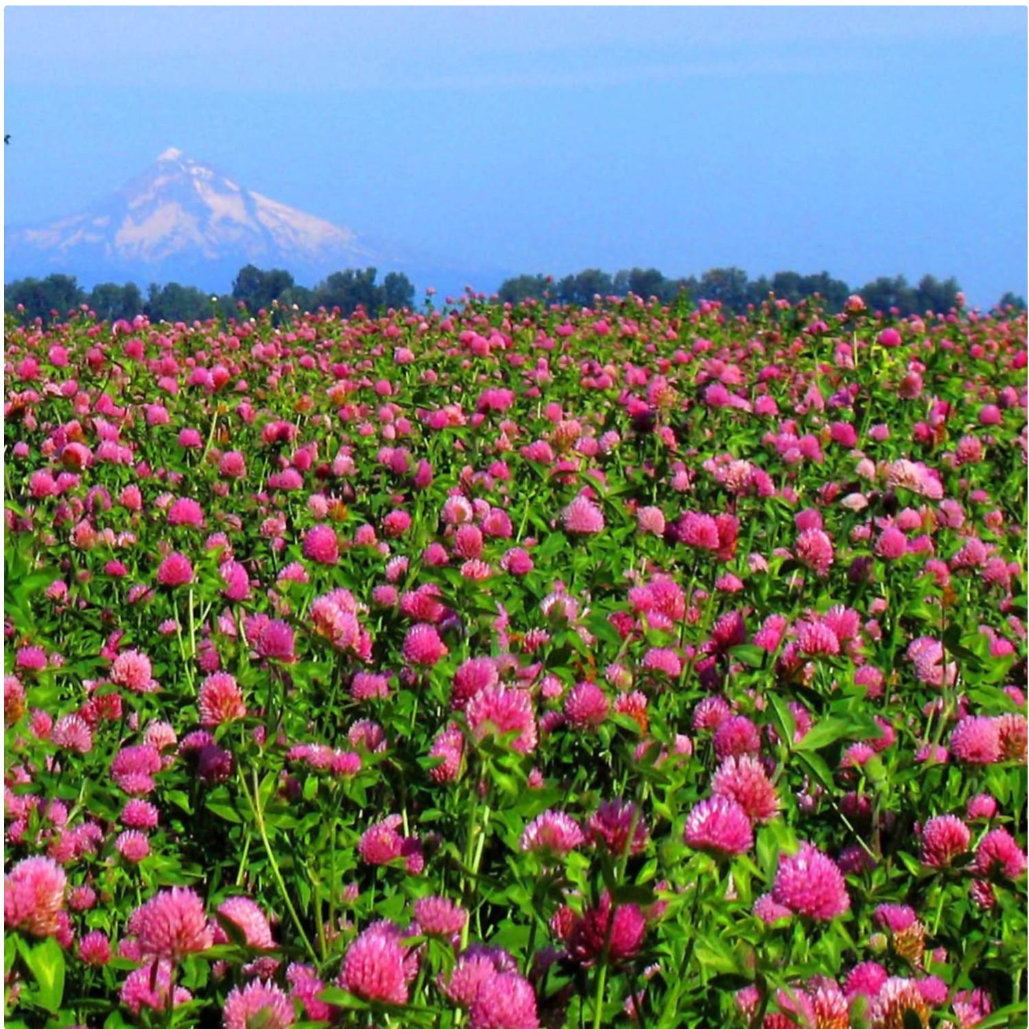 Nitrogen-Fixing Red Clover Seeds – Self-Seeding & Adaptable