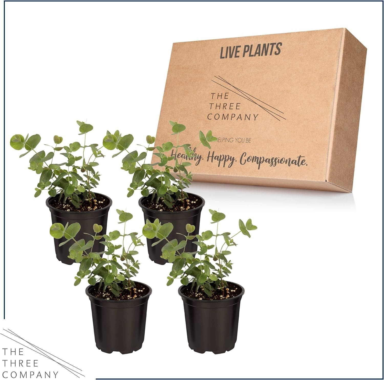 Live Eucalyptus (4 Per Pack) – Aromatic and Health Enhancer, Natural Air Puri…