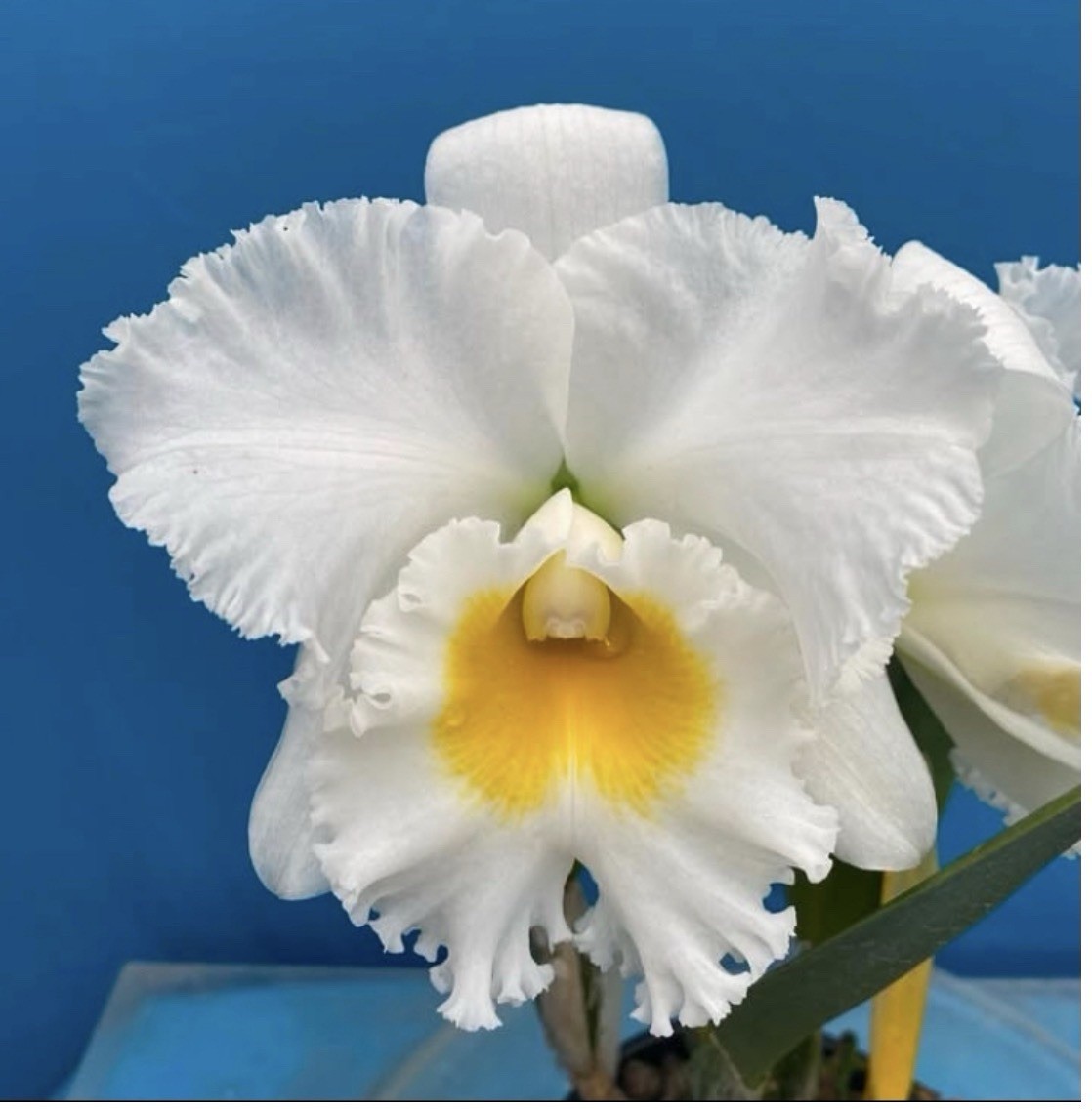 Cattleya Rlc Shinaphat Diamond White Yellow BS Orchid With Sheath 5.5” Pot