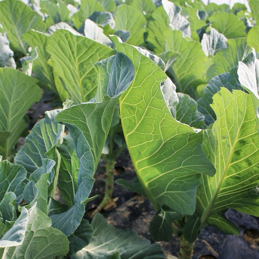 500 Bayou Kale Seeds (Brassica Oleracea) – Cover Crop winter-hardy USA Seller