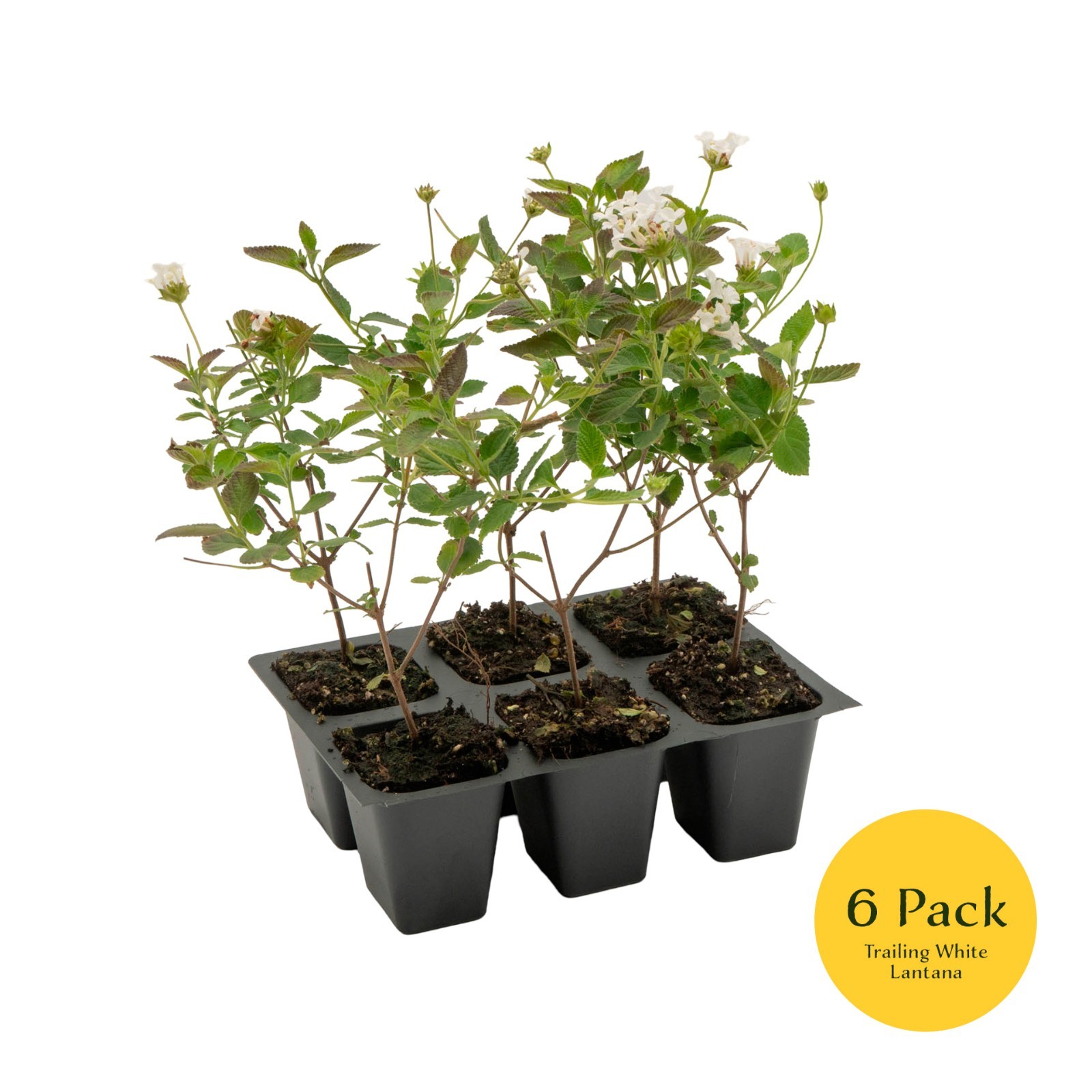 Trailing White Lantana, Live Plants (Lantana Montevidensis) in 2.5″ Nursery Cube