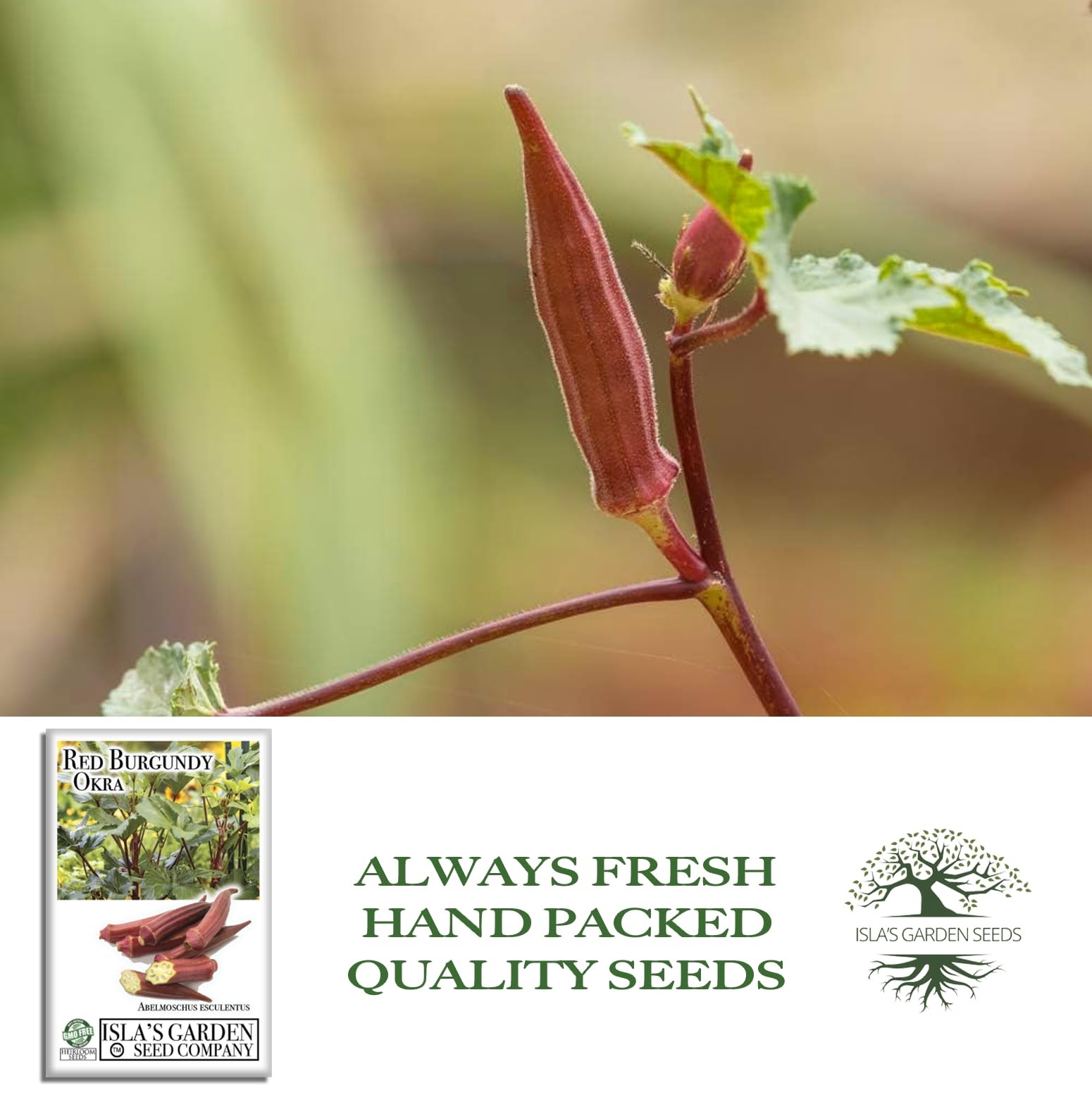 Red Burgundy Okra Seeds for Planting – 100+ Non-GMO & Heirloom