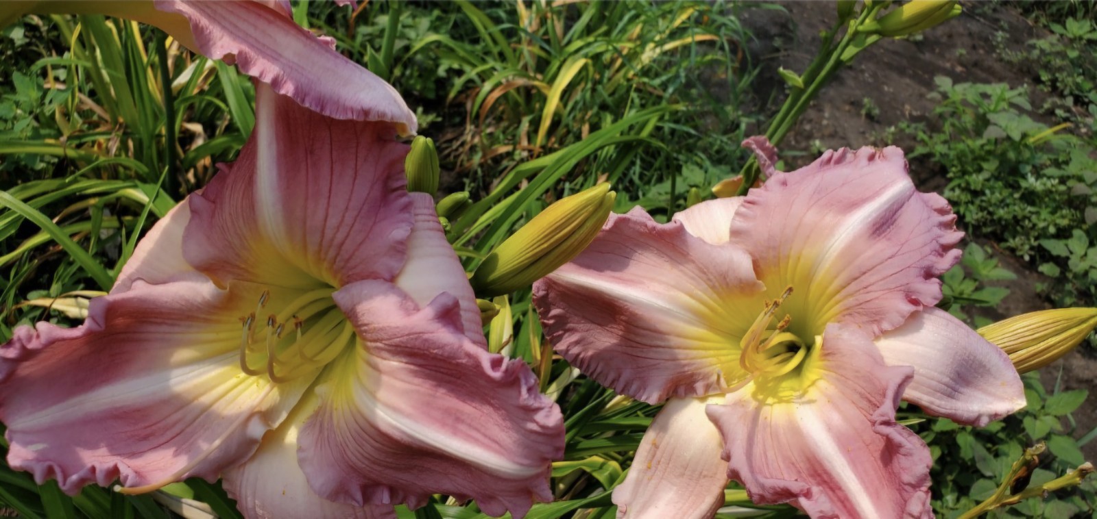 Daylily ULTRA PERSUASION Reblooming perennial ~ 2 Plants-DF SF