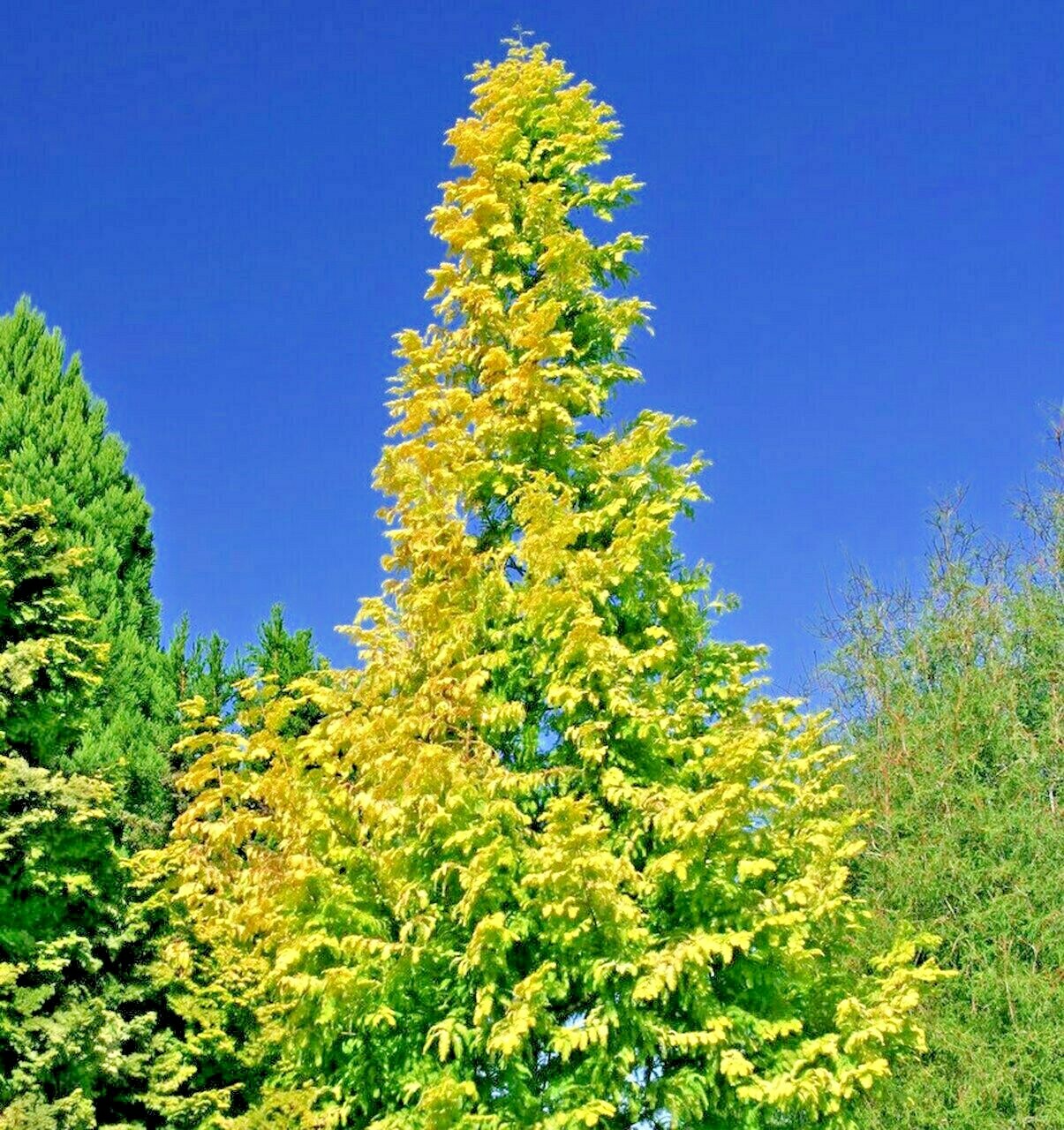 20 GOLD RUSH DAWN REDWOOD SEEEDS – Metasequoia glyptostroboides ‘Ogon’
