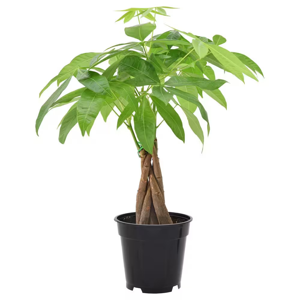 4 In. Money Tree Plant Black Plastic Grower Pot