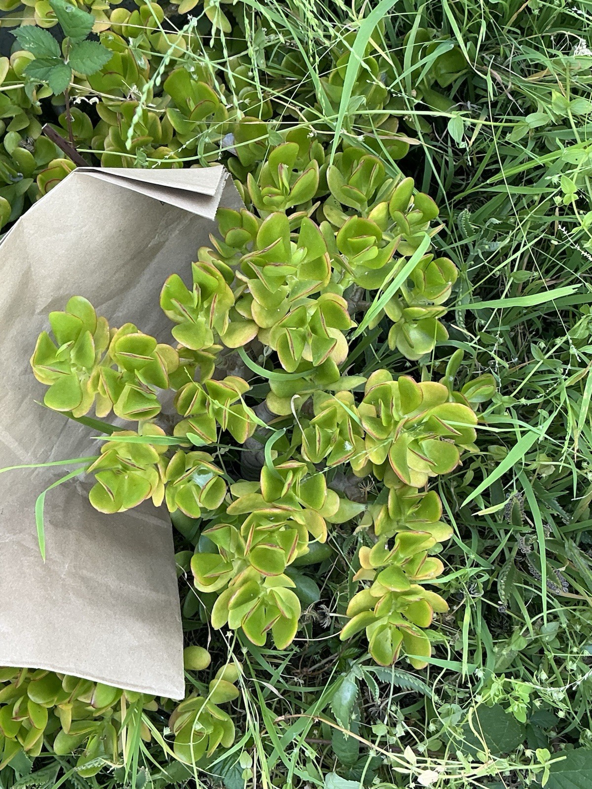 Healthy lush green Crassula Ovata Jade Plant cluster, Rooted 19” tall with roots