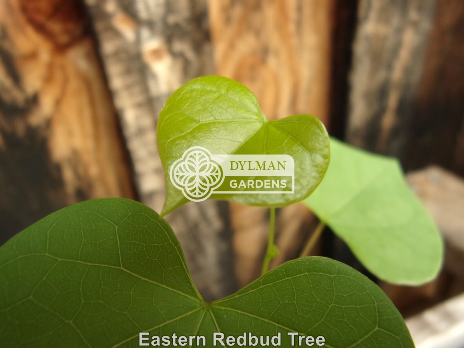 Eastern Redbud Tree (Cercis canadensis) – Pink Spring Blooms – Multiple Sizes