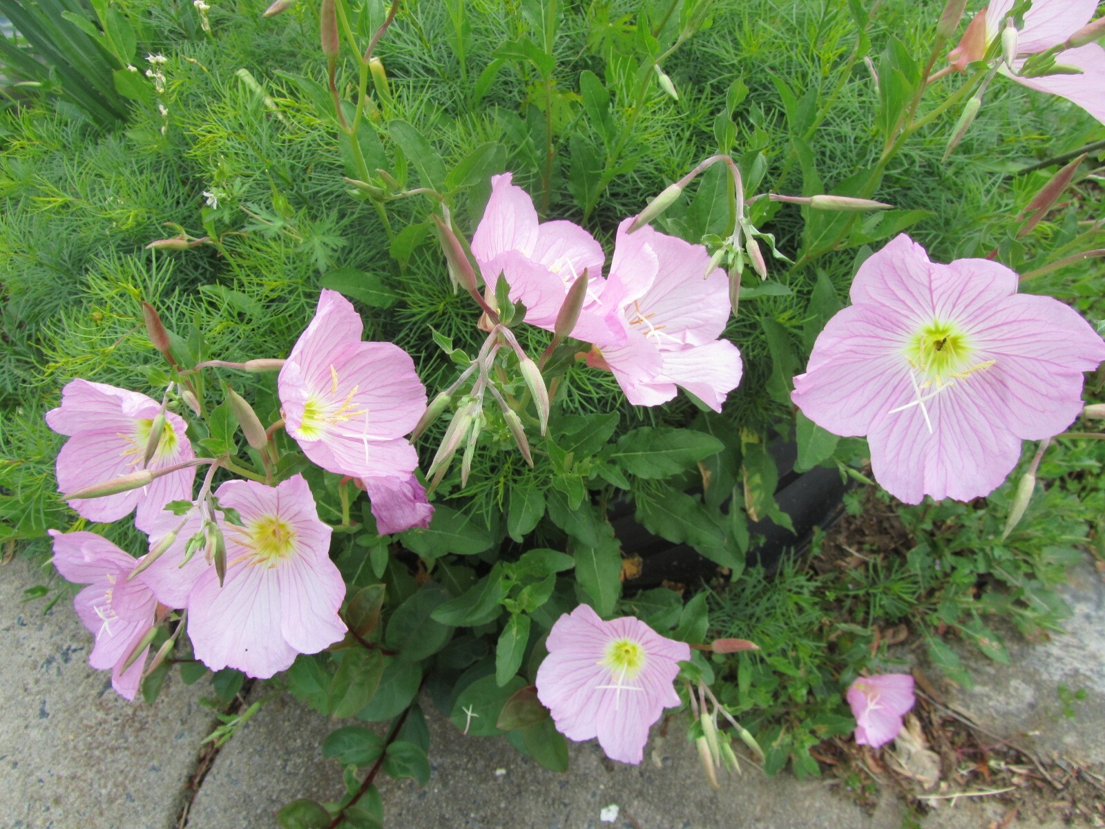 3 Plants Pink Showy Evening Primrose,Oenothera Speciosa Hardy Perennial