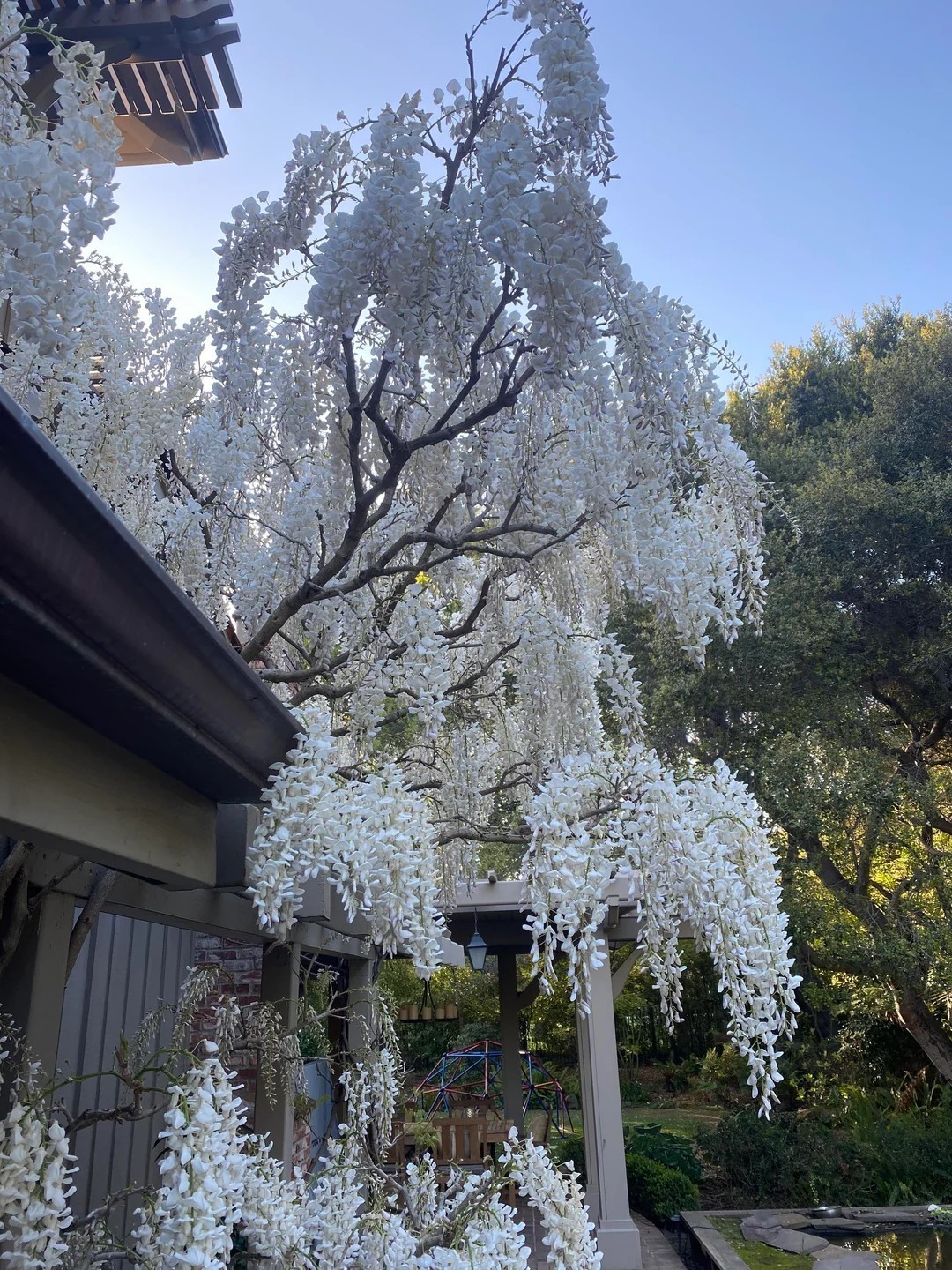 10 Pcs Japanese White Wisteria Sinensis Seeds for Landscaping or Bonsai Planting