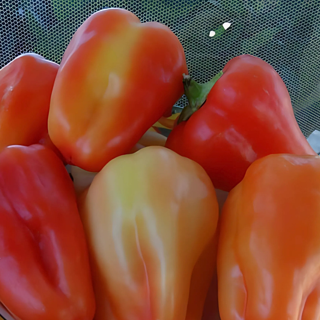 Fresh Paprika Pepper Seeds | Organic | Heirloom Non-GMO | Vegetable Seeds