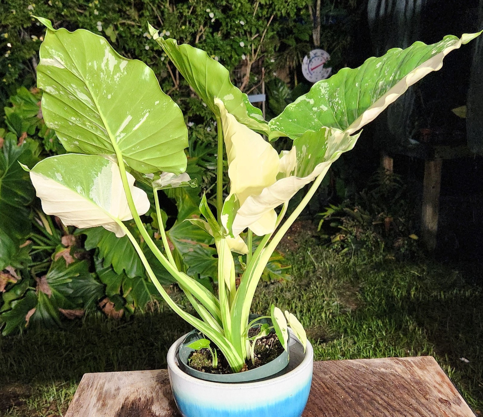 Alocasia gageana variegated plant in 6″ Pot 17″ – 22″ Tall 18″ – 19″ Wide