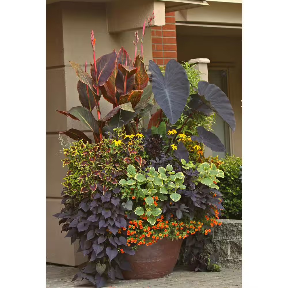 1.0 Gal. Annual Canna Tropicanna Original