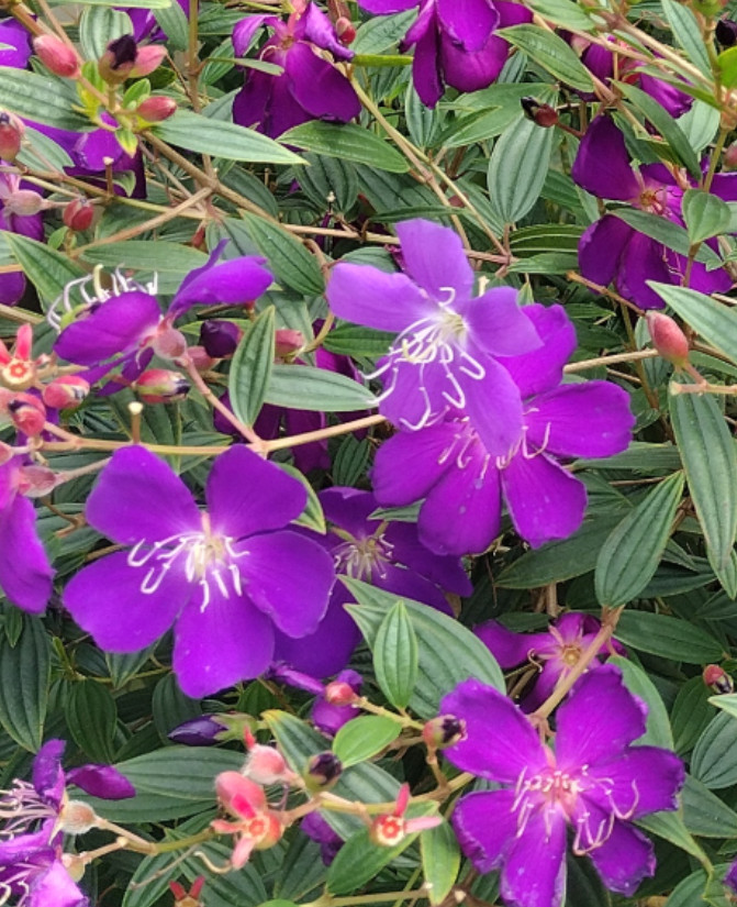 Tibouchina Plant – 1-2ft Tall – 3Gal Pot – Purple Princess Flower – No Ship CA