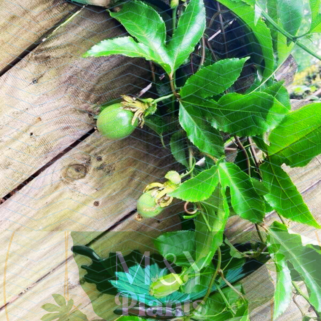 3-Passiflora edulis Possum Purple Passion Fruit – 3 Live Starter Plants