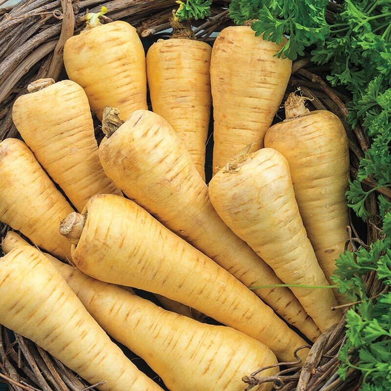 Parsnip Seeds 200+ All American Vegetable Garden NON-GMO US SELLER FREE SHIPPING