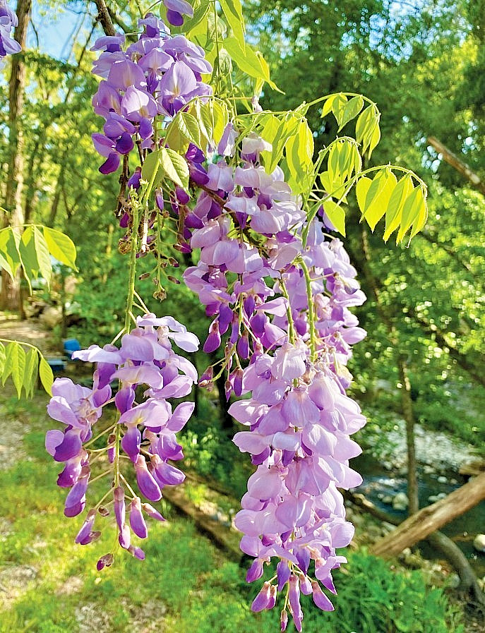 Purple Wisteria Sinensis Live Plant – 6-12 Tall 2.5″ Pot – Cold Hardy Zones 5-9
