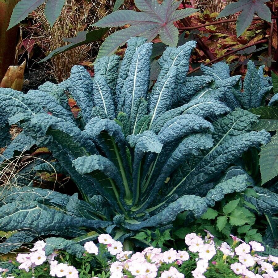 Lacinato – Dinosaur Kale – 100 Seeds