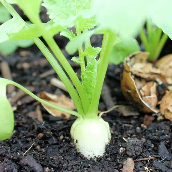 50+ seeds, Radish seeds- White Icicle, non-GMO, fast growing, open pollinated