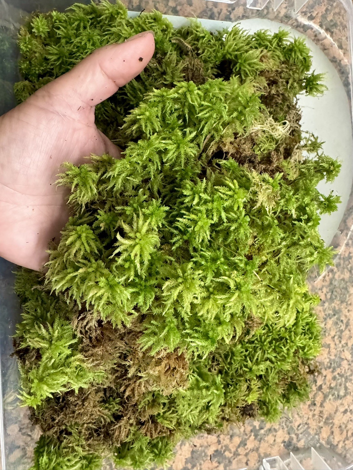 One Tray Live Long Fiber Organic Sphagnum Moss Orchids Carnivorous Plants