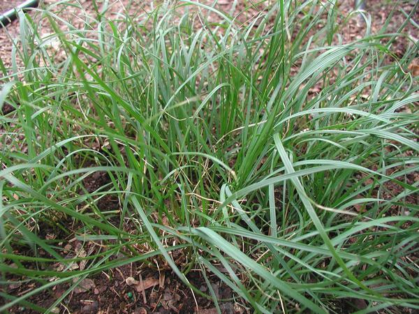 Carex pensylvanica 25 Plants – 3-1/2 inch Pots FREE SHIPPING