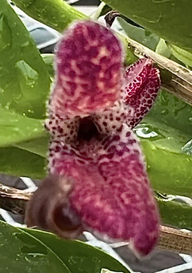 Restrepiella ophiocephala
