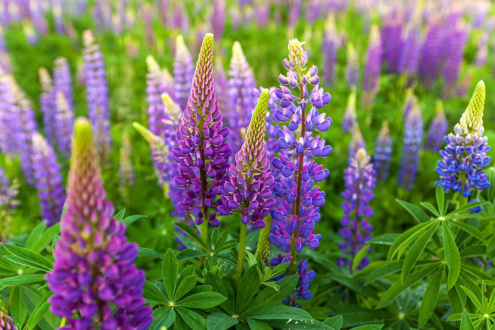 RUSSELL LUPINE MIX 50 SEEDS, MIX OF RED, PURPLE, BLUE/WHITE, PINK, AND MORE…
