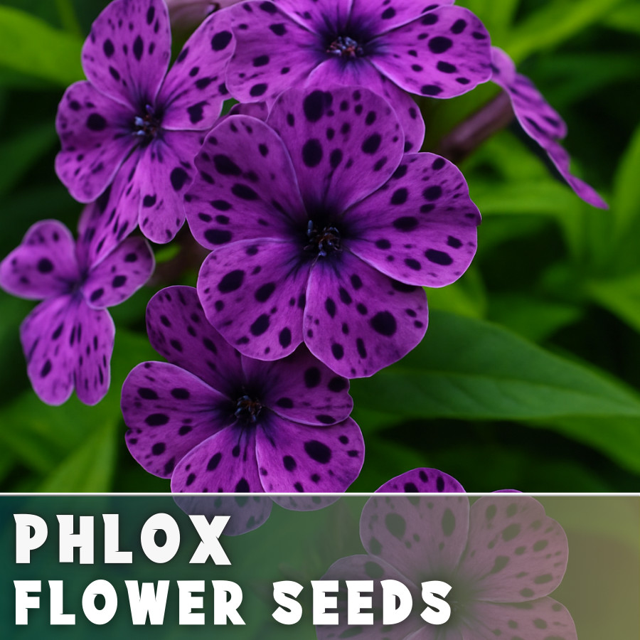 Phlox Seeds – 125 Seeds – Amethyst Breeze – Garden Bloom Annual Flower Seeds