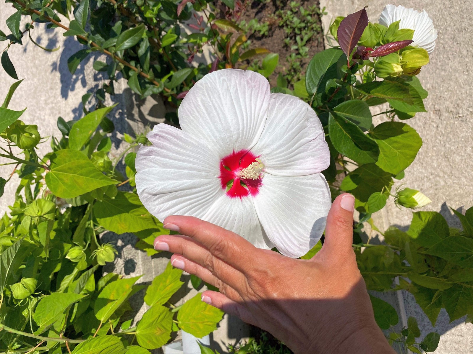 25 MIXED LUNA HIBISCUS Moscheutos Hardy Red, Hot Pink, Pink & White Swirl Seeds