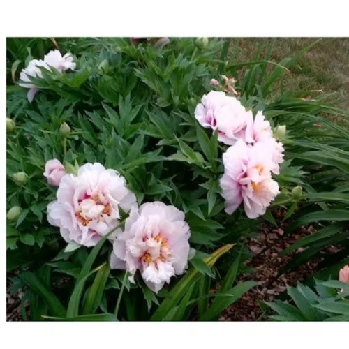 Cora Louise Itoh Peony 3 Gal Live Shrub White Lavender Double Bloom Paeonia Pere