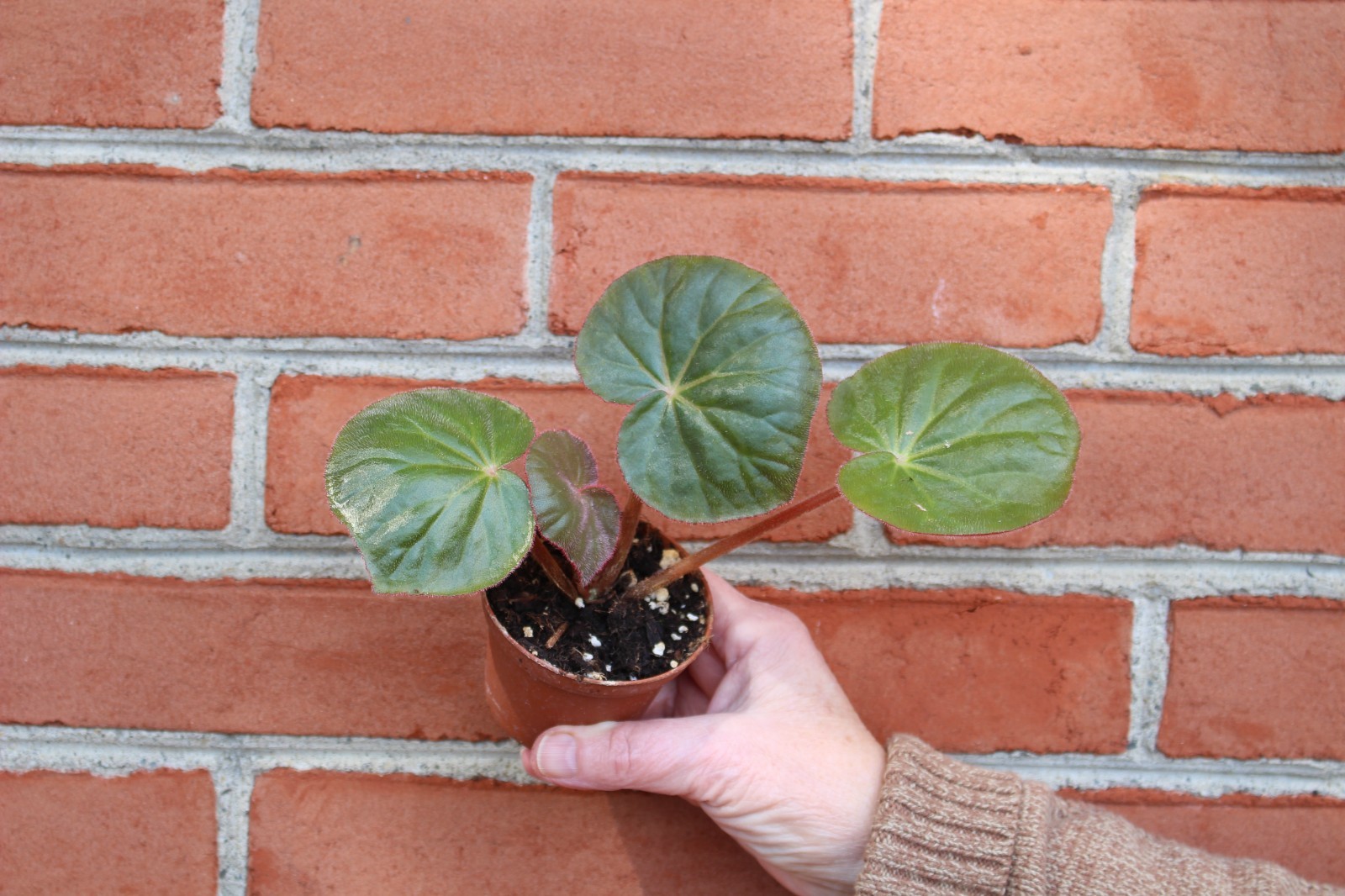 begonia acetosa