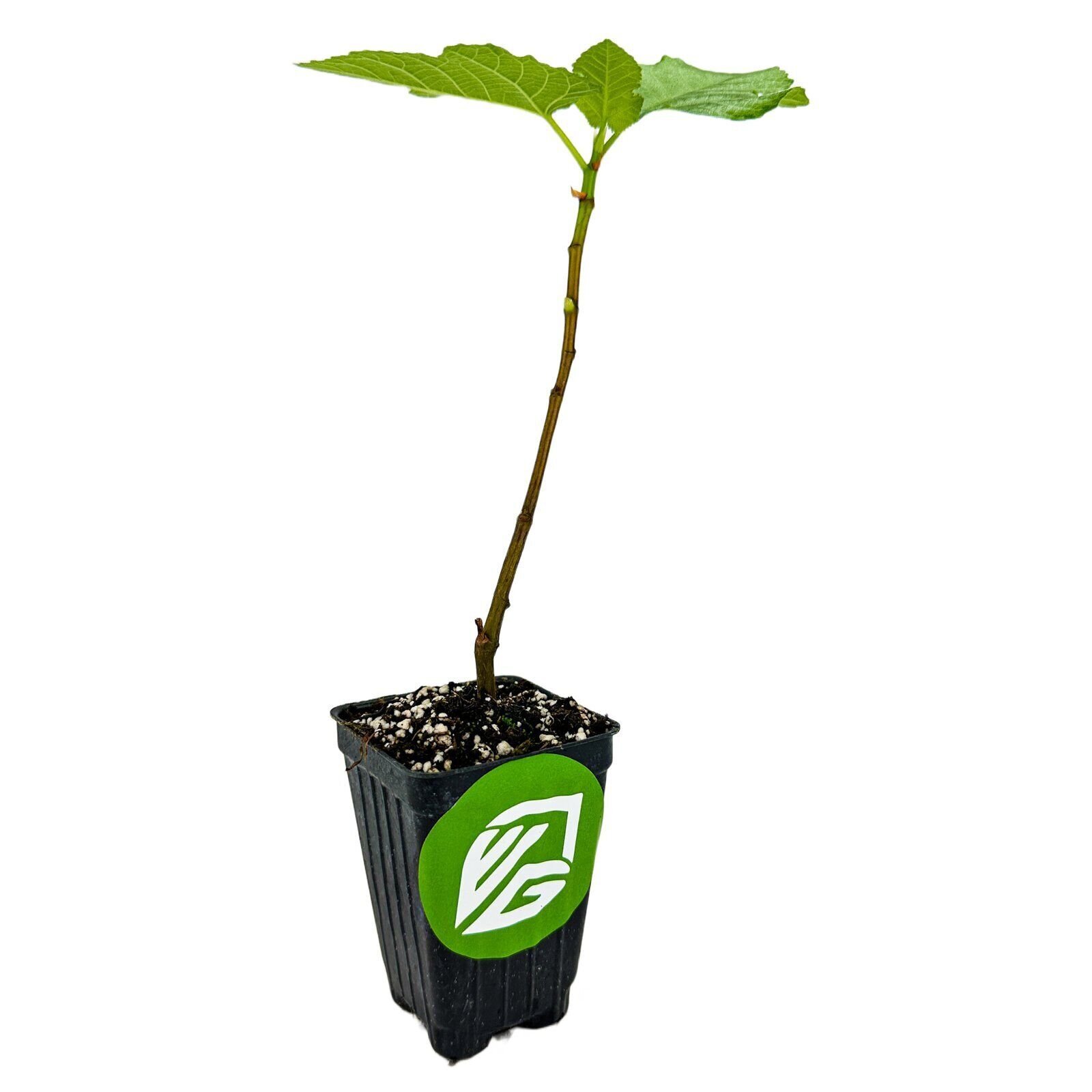 Yellow Long Neck Fig – Ficus carica – Live Plant