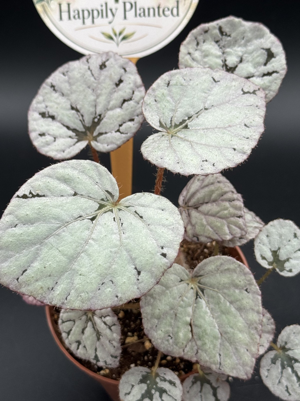 Begonia Silver Dollar- 4″ Pot Live Plant – Free Shipping