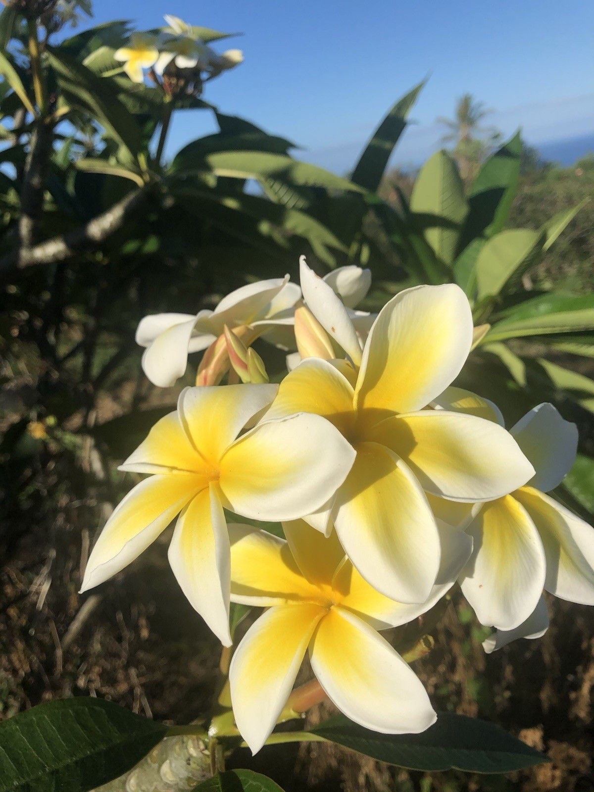 Hawaiian Grown Yellow Plumeria Frangipani 10inch Single Head Cutting Rooted x1